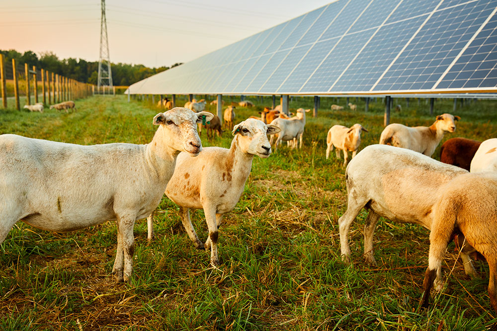 Sheep next to a solar array at Tyto Solar