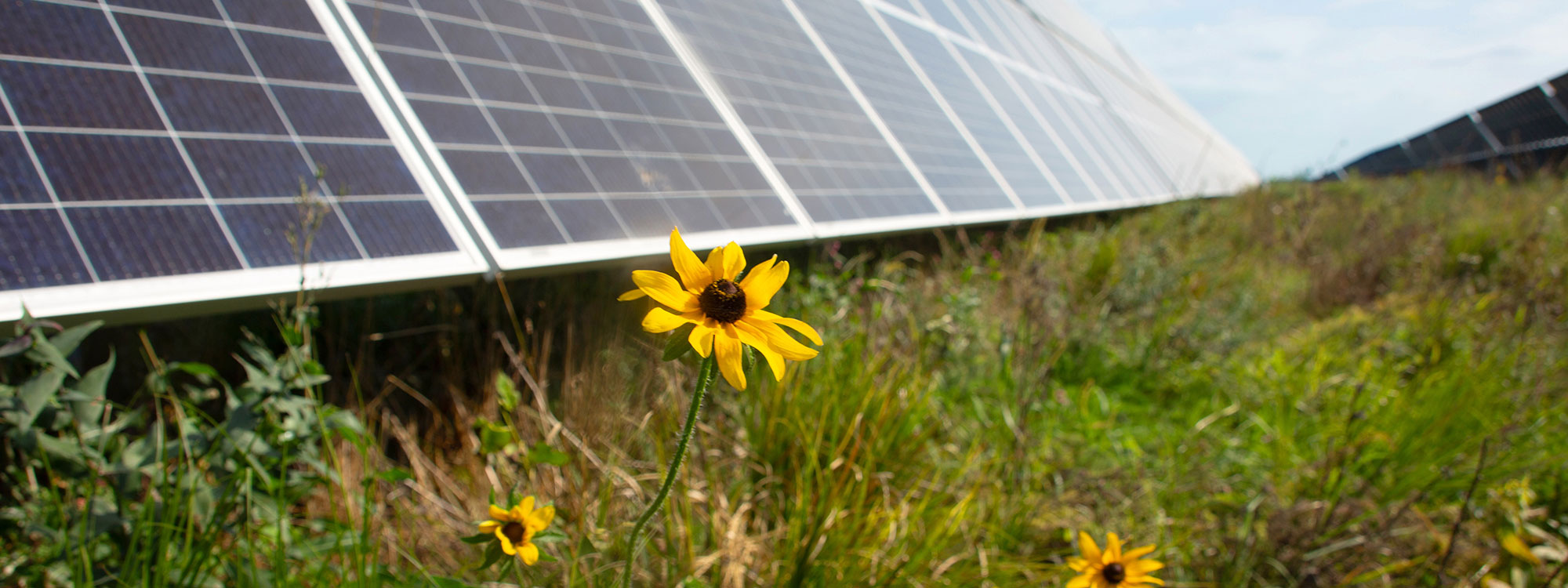 Yellow wildflowers growing under solar array
