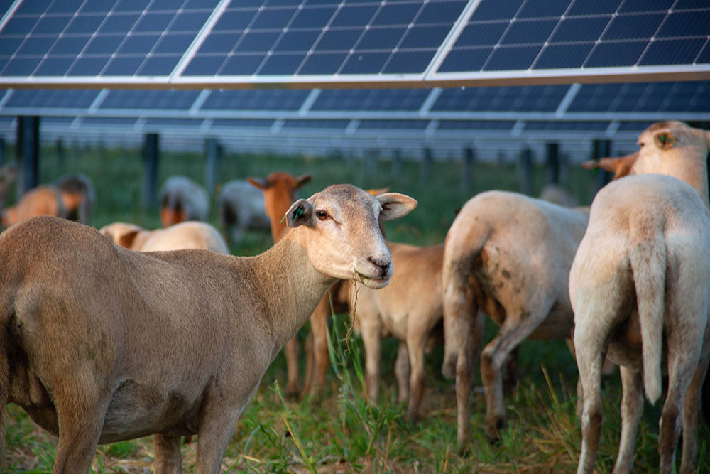 Sheep grazing in solar field