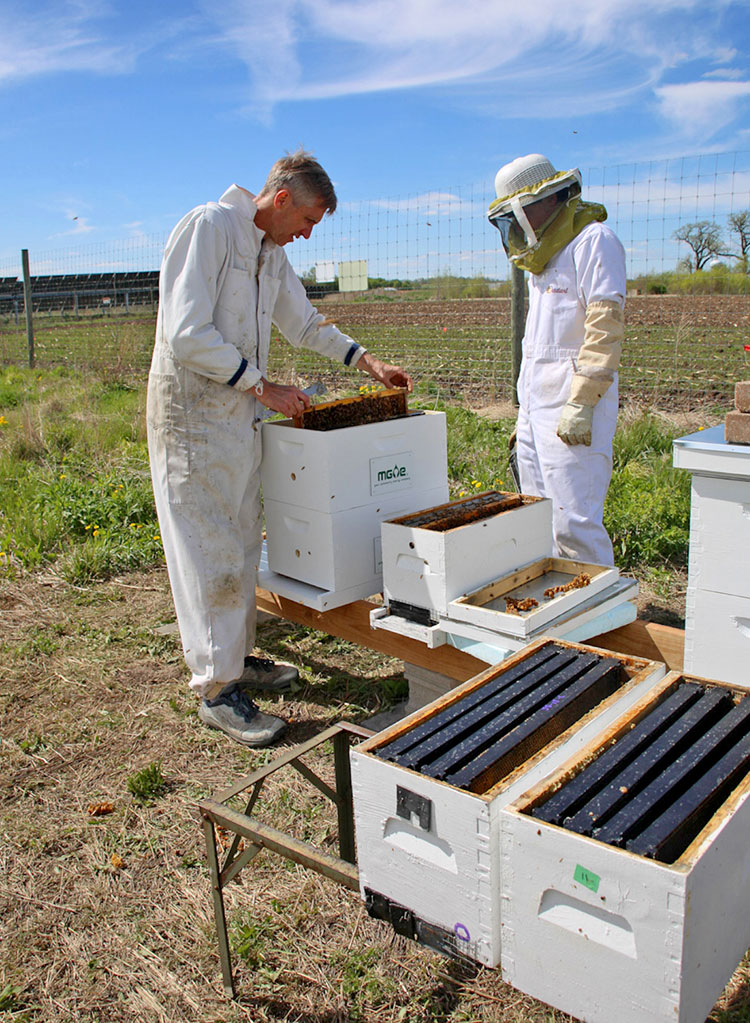 honey bee hives at solar field