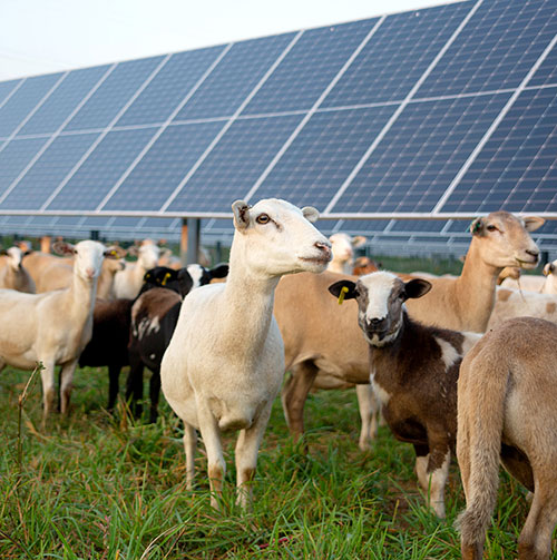 MGE Continues to Expand its Use of Agrivoltaics at Local Solar Facilities